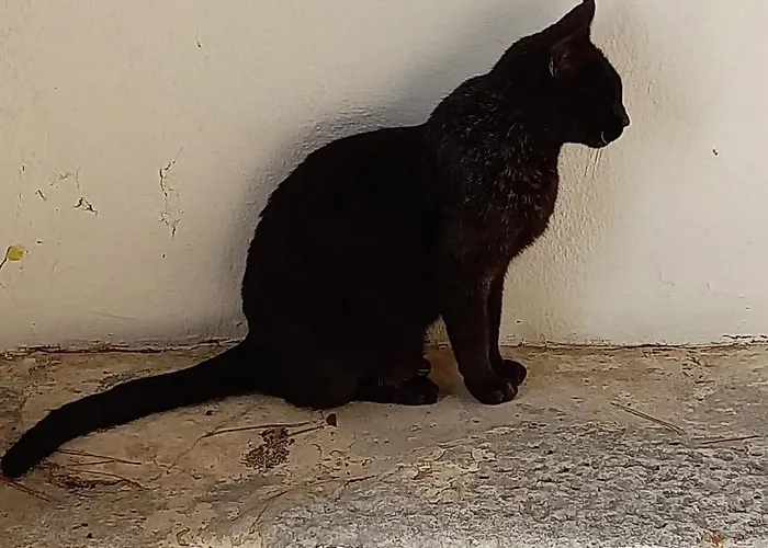 Katzilieris * Agios Arsenios