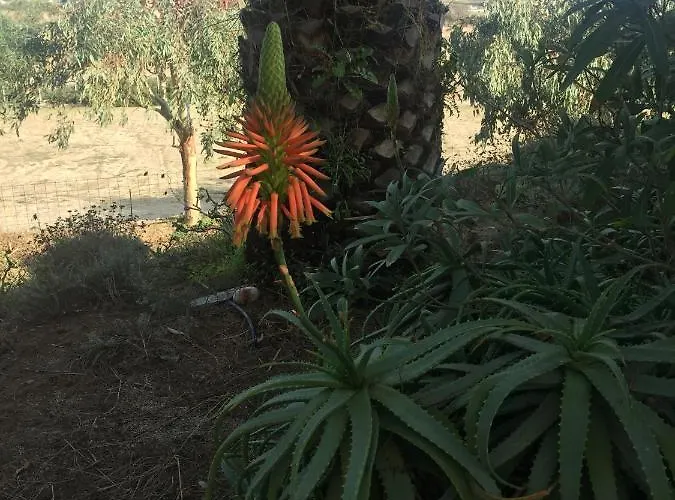 Katzilieris * Agios Arsenios